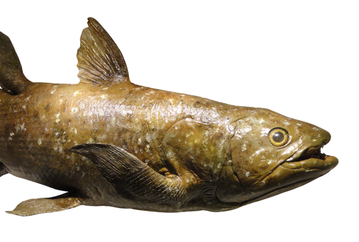 Fish Fact Friday #1: The Coelacanth