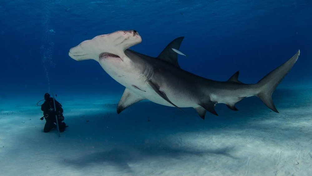 A Great Hammerhead close up