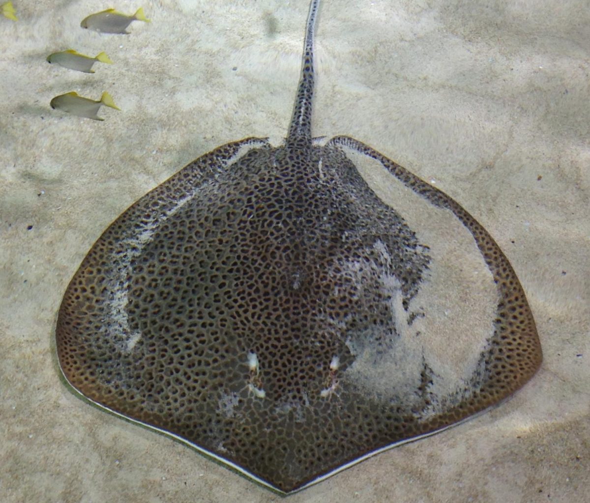 A Honeycomb Stingray