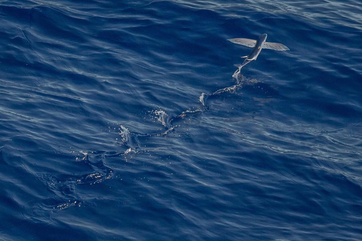 Fish Fact Friday #2 The Flying Fish