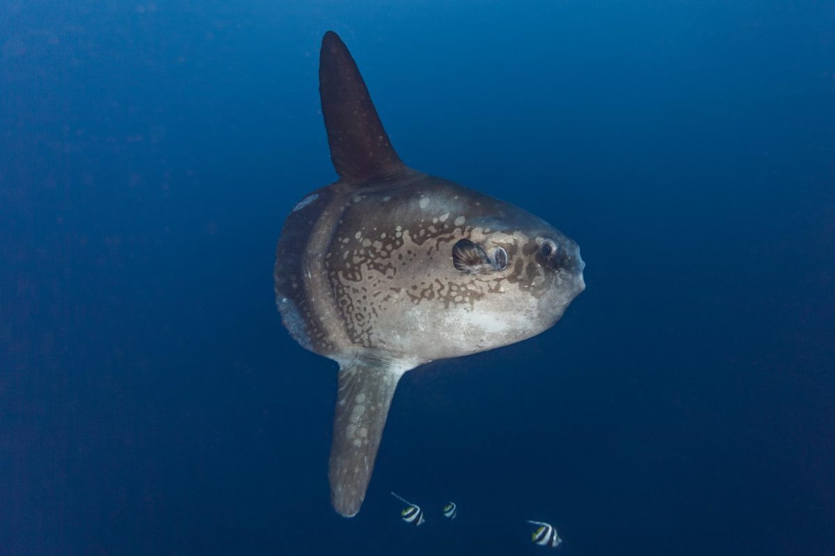 Fish Fact Friday #5 The Ocean Sunfish