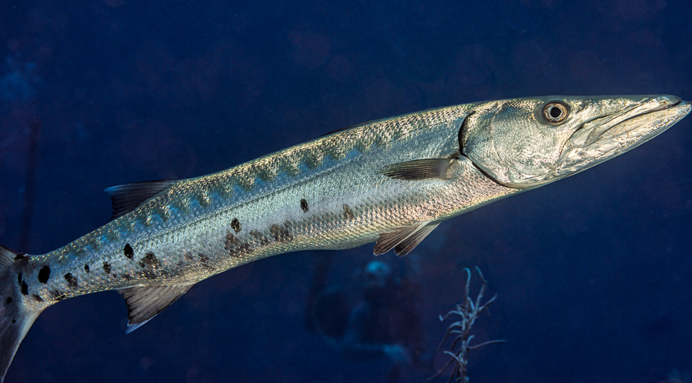 A Great Barracuda chilling