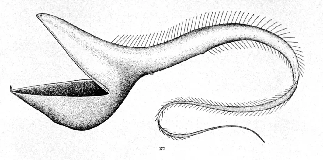 Fish Fact Friday #7 The Gulper Eel