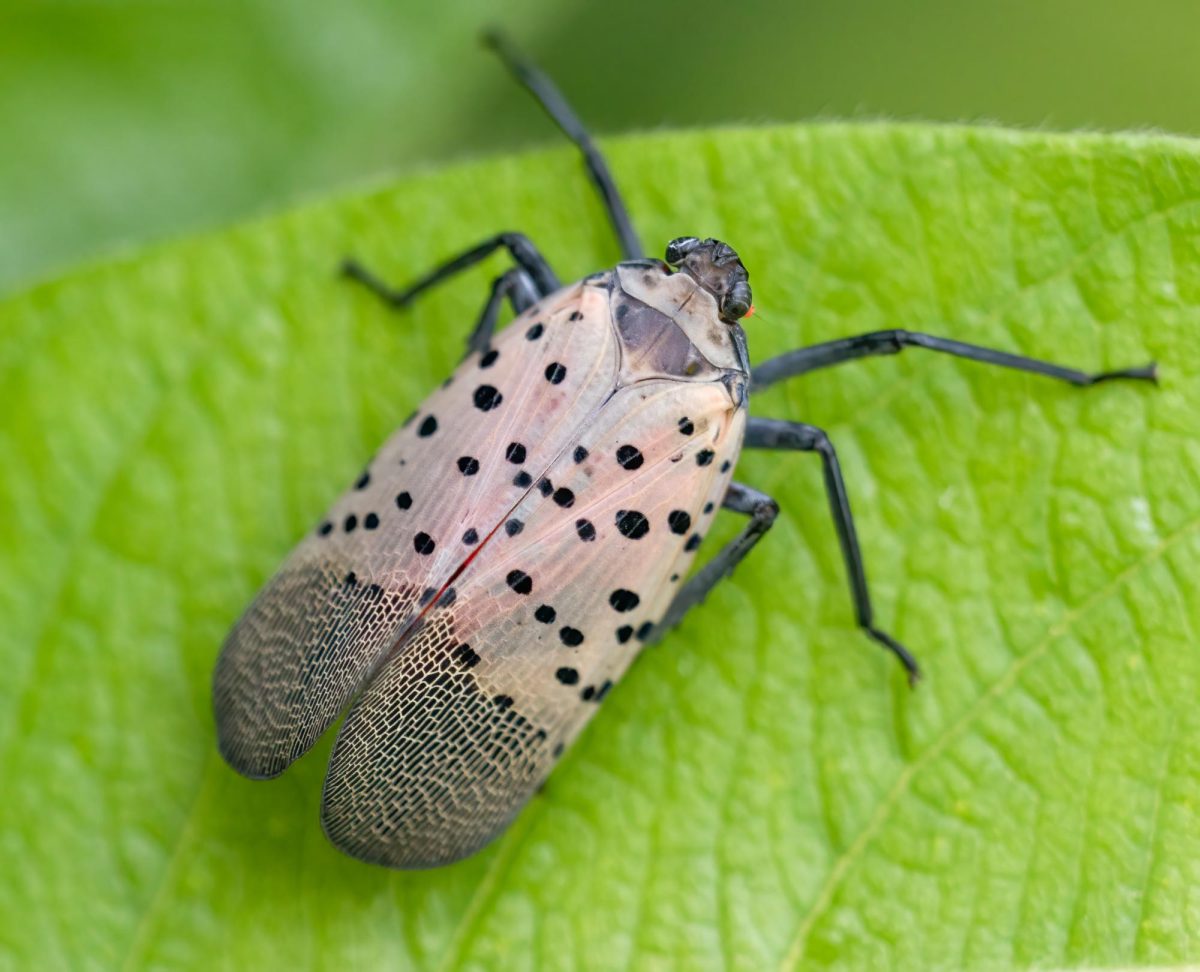 Spotted Lanternfly 
(Courtesy Of Wikimedia) 
