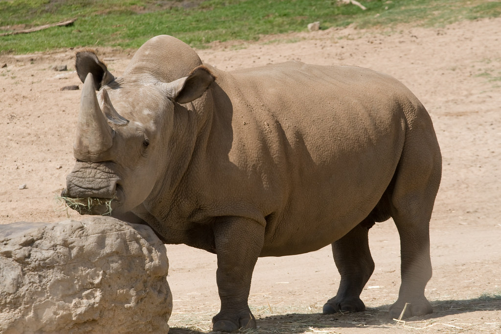 Northern White Rhino up close. (Courtesy of Flickr)