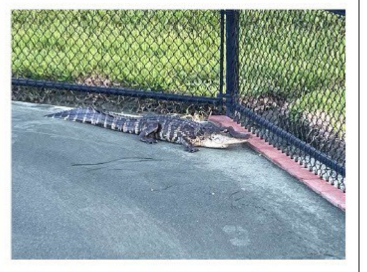 OH NO! Not on my court!