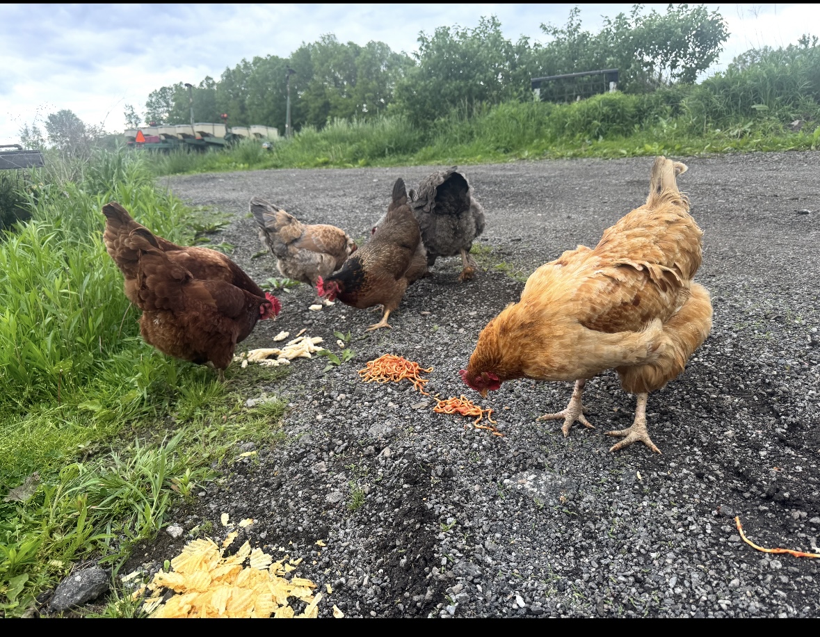 Ethan's chickens eating breakfast. (photo courtesy of Ethan Rowley)