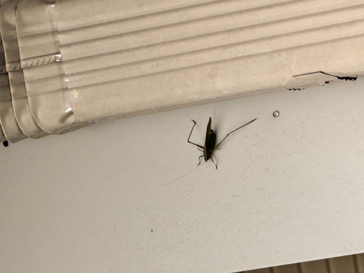 This intimidating insect is a Katydid, also known as a long-horned grasshopper! They are typically tree-dwellers that are mainly active during summer and early fall. Many people say they look like a leaf with legs! Katydids are native to Ohio and have powerful hind legs for jumping! 