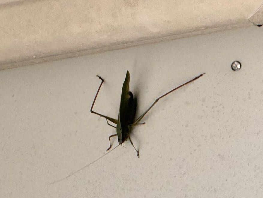 Meet The Katydad: The Bug That Looks Like A Leaf!