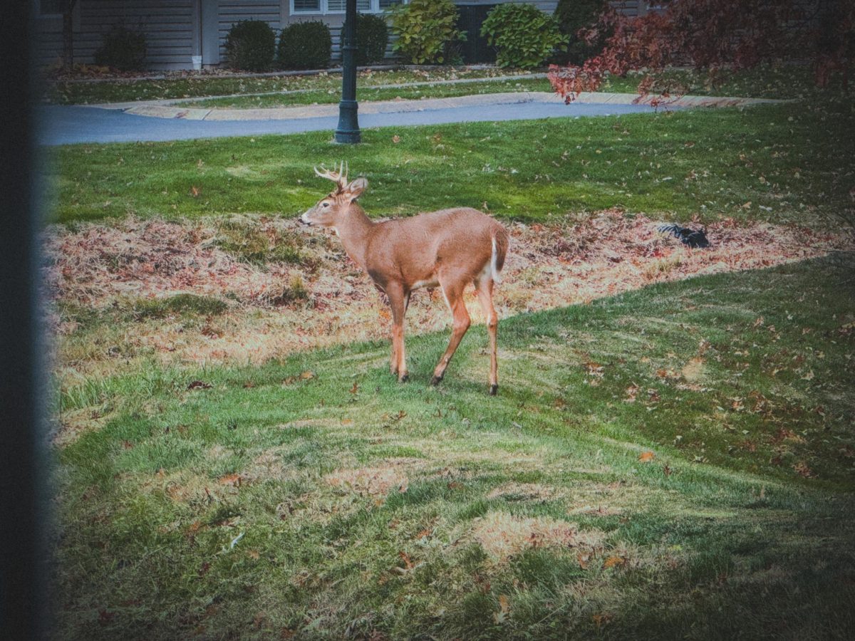 Look at this beautiful buck right in front of Mrs. Ciminero's window.This buck is probably looking for a doe: HAHAHA!