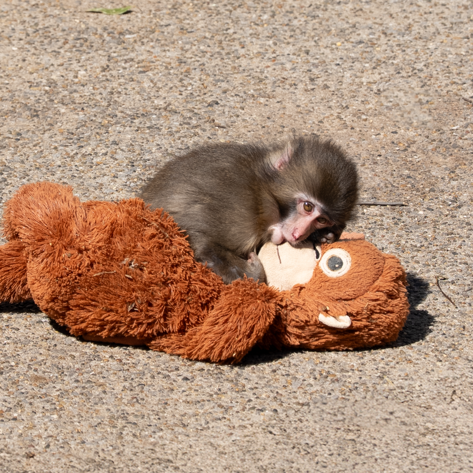 Punch and his new friend.